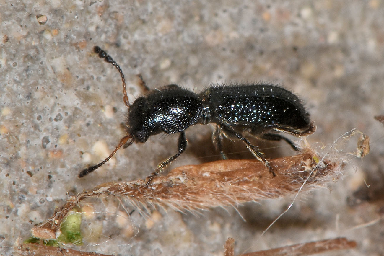 Cleridae: Korynetes pusillus? S.